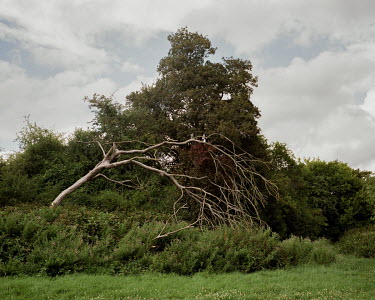 A storm damaged tree in Hoggs Mill Riverside open space in Ewell, south of London.