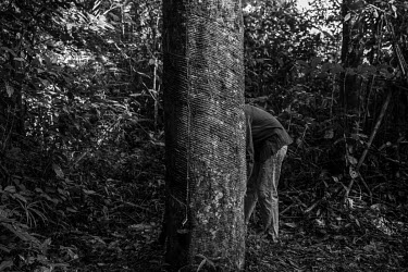 Rubber tapper Rian Azevedo de Barros, 18, extracts latex from a rubber tree in the Chico Mendes Extractive Reserve, which was the most threatened and deforested protected area in 2019, according to IM...
