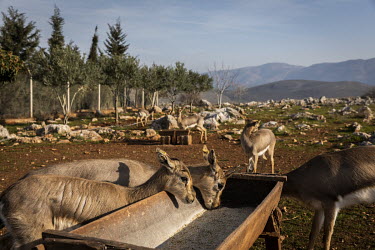 Young and injured mountain gazelle (Gazella gazella) feeding in a sanctuary established by Professor Yasar Ergun in a protected area near the Turkish/Syrian border.