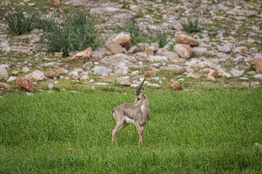Wild mountain gazelle (Gazella gazella) in a protected reserve covering 13,288 hectares near the Syrian border.