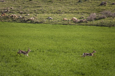 Wild mountain gazelle (Gazella gazella) in a protected reserve covering 13,288 hectares near the Syrian border.