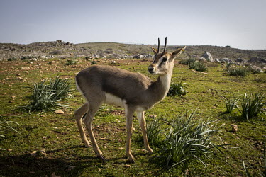 A young injured mountain gazelle (Gazella gazella) inside the fenced in sanctuary area in the protected zone created for the nearly extinct antelope near the Turkish/Syrian border.