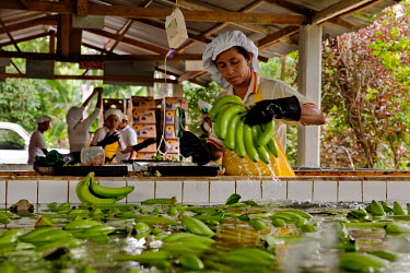 Female workers washing bananas at Foncho's finca, a plantation producing Fair Trade bananas.