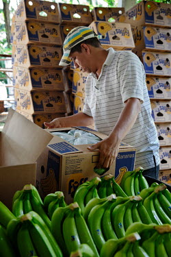 Bananas being packaged at Foncho's finca, a plantation producing Fair Trade bananas.