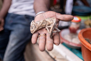 A traditional medicine vendor displays a dried chameleon from a stall in Kejetia market (Kumasi Central Market). The traditional medicine industry is among the drivers of the illegal wildlife trade.