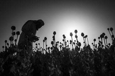 A farmer scores opium poppy heads in a field close to the city of Kandahar.