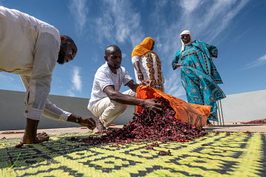Men scoop dried hibiscus flowers into a sack on a roof top in the village of Keur Matar Gueye. The flowers will be used to make bissap tea, a popular local infusion.