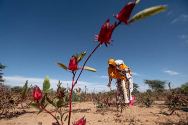 Aissatou Ndoye harvests hibiscus flowers on her farm near Thies. The flowers will be dried and used to make bissap, one of the country's most popular drinks.