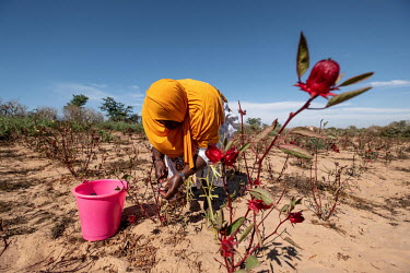 Aissatou Ndoye harvests hibiscus flowers on her farm near Thies. The flowers will be dried and used to make bissap, one of the country's most popular drinks.