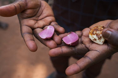 Mathieu Toviehou of NGO GRABE Benin (Groupe de Recherche et d'Action pour le Bien-Etre/ Research and Action Group for Well-Being) showing two varieties of kola nut. Kola is historically important in t...