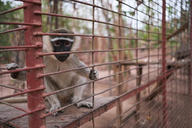 ATO Primate Sanctuary rescues primates, many of which are orphans whose parents were killed by hunters and poachers. The combination of habitat loss through deforestation and hunting is having a sever...
