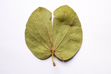 Tawinyi (as it is called in the Gbagyi language) is a leaf. It is used for 'night people' (those affected by witchcraft) by the Dr Amina Aliyu Shekwonya Herbal Centre.