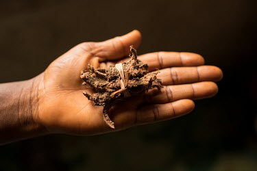 Shashabi (as it is called in the Gbagyi language) is a root. It is used to help women get pregnant by the Dr Amina Aliyu Shekwonya Herbal Centre.