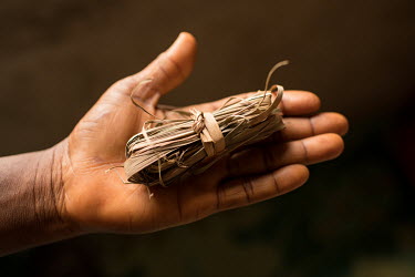 Otoh (as it is called in the Gbagyi language) is a leaf. It is used for bone pain and arthritis by the Dr Amina Aliyu Shekwonya Herbal Centre.