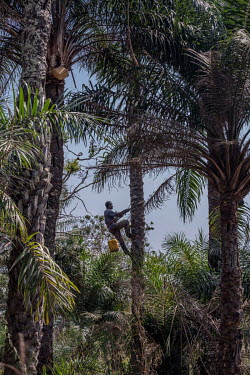 Tamba Conteh, a veteran palm wine tapper, climbs a palm tree outside Freetown. Conteh hails from the Limba ethnic group, who have dominated the palm wine industry for hundreds of years. The sap from t...