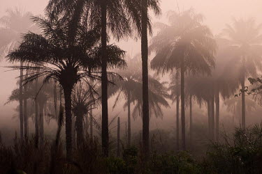 Sunrise over a misty grove of palm trees in the interior of Sierra Leone. The trees produce a mildly alcoholic sap known as palm wine, or 'poyo', a popular drink throughout West Africa. In Sierra Leon...