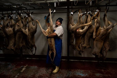 Staff at Warroo Game Meats sort a newly arrived batch of kangaroos. The workers arrived at Warroo Game Meats shortly before 5am to start unloading and processing kangaroos that have been brought in by...