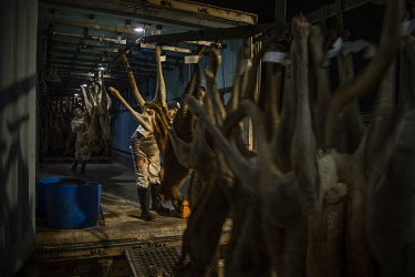 Staff at Warroo Game Meats unload kangaroos from a freezer truck. The workers arrived at Warroo Game Meats shortly before 5am to start unloading and processing kangaroos that have been brought in by i...