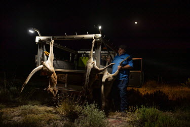 Ian White, known as 'Whitey', hangs up a recently shot kangaroo on the back of his vehicle as he hunts on a farmer's property where he has permission to shoot kangaroos. It's in the farmer's interest...