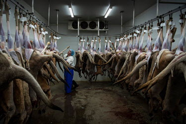 After the kangaroos have been offloaded and sorted at Waroo Game Meats, the workers start the process of deboning and skinning the kangaroos. The indigenous run business Warroo Game Meats has been har...