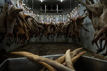 Kangeroos at Waroo Game Meats with red kangaroo tails placed in a metal bin after being cut from the animals. The tails are a popular meat source with Aboriginal people. The indigenous run business, W...