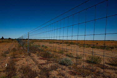A new cluster fence designed to keep wild dogs out of properties has been criticised by the kangaroo meat industry as it stops kangaroos and other native animals from migrating and moving around the r...