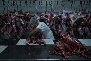 A worker processing the kangaroo meat at Waroo Game Meats. The indigenous run business, Warroo Game Meats, has been harvesting kangaroos for meat and skins for over 50 years, employing over 30 people....