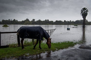 A horse grazes beside a flooded road in Windsor where over the previous weekend, the Hawkesbury River rose rapidly by more than 30 feet.