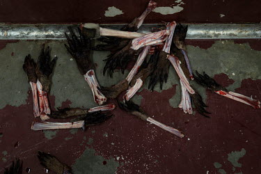 Kangaroo arms removed at Waroo Game Meats. Very little of the kangaroos go to waste, except for the arms, legs and bones. The indigenous run business, Warroo Game Meats, has been harvesting kangaroos...