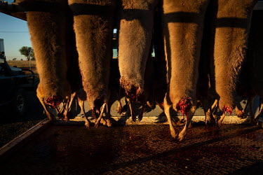 Headless kangeroos hang in back of a hunter's vehicle, ready to sell to Warroo Game Meats. The Kangaroos must be taken to refrigeration within two hours of sunrise. The indigenous run business, Warroo...