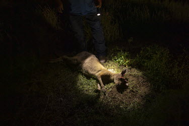 Ian White, known as 'Whitey', approaches a dead kangaroo he has just shot. Kangaroos must be shot in the head for them to be able to be used as meat. The industry has very strict rules that dictates t...