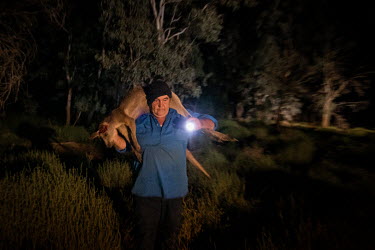 Ian White, known as 'Whitey', carries a dead Kangaroo he has just shot. The work is very physical and lonely, as 'Whitey' works alone from sundown to shortly before sunrise. Kangaroos must be shot in...