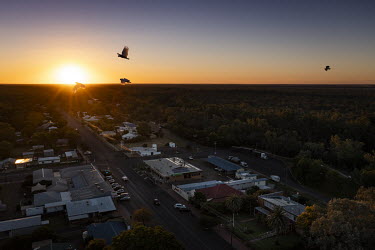 Cockatoos fly above the town of Surat.