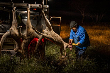 Ian White, known as 'Whitey', cuts the head off a kangaroo that he has just shot, this is one step in the very strict process that hunters must adhere to. The work is very physical and lonely, as 'Whi...