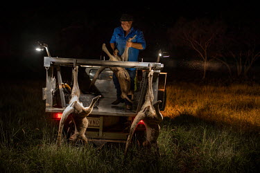 Ian White, known as 'Whitey', hangs up a recently shot kangaroo on the back of his vehicle as he hunts on a farmer's property where he has permission to shoot kangaroos. It's in the farmer's interest...