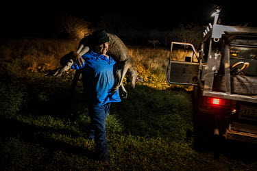 Ian White, known as 'Whitey', carries a dead Kangaroo he has just shot. The work is very physical and lonely, as 'Whitey' works alone from sundown to shortly before sunrise. Kangaroos must be shot in...