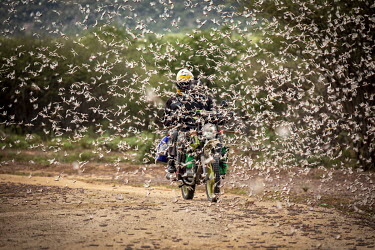 A motorcyclist rides his bike through a locust swarm as locusts sweep across northeastern Kenya. The desert locusts have swept across into Kenya from Somalia and Ethiopia, destroying farm crops.