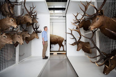 Dr Andrew Kitchener, the Principal curator for Vertebrates at the National Museum of Scotland, pictured in the museum archives in Granton with taxidermy deer including the red deer (at left). High den...
