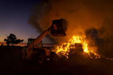 Farmer Greg Younghusband burns approximately 130 bales of hay that have been destroyed by mice, valued at $200-$250 each. Greg Younghusband's farm was overrun with mice about a month before. The mice...
