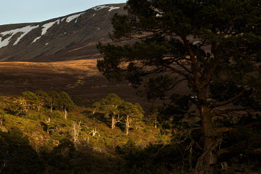 Glen Feshie in the Scottish Highlands, a flag ship site for rewilding after deer numbers were reduced from 45 to 2 deer/km2 to allow natural regeneration of trees on the bare moorland. The 'granny' Sc...