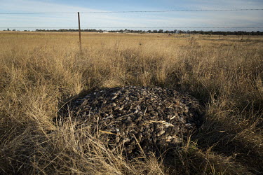 Approximately 7000 mice dumped in a field on a 400-acre property owned by farmer Colin Tink. The mice were caught by Colin and his family a few days earlier using a giant homemade water trap.  In 2021...