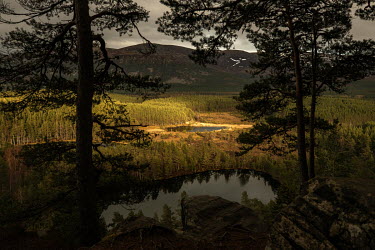 Scots pine trees around the Uath Lochans surrounded under the Cairngorm massif in the centre of Scotland.  The UK rewilding movement draws together diverse groups with a long term vision for wilder ci...
