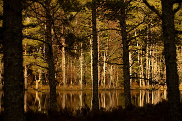 Scots pine trees beside a lochan one of the Uath Lochans surrounded by mature plantation at the end of Glen Feshie.  The UK rewilding movement draws together diverse groups with a long term vision for...