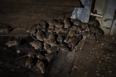 Mice scurry for cover as farmer Colin Tink begins herding mice inside a giant mouse trap made using a empty container with some grain as bait, bits of corrugated iron and a child's bath filled with wa...