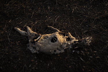 A dead sheep on a property on the outskirts of Dubbo.