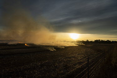 A deliberately lit field burns.  In 2021, farming areas in southeastern, southern and western Australia faced a massive infestation of mice which ruined millions of dollars worth of crops and animal f...