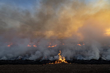 A deliberately lit field burns at a property near Dubbo.  In 2021, farming areas in southeastern, southern and western Australia faced a massive infestation of mice which ruined millions of dollars wo...