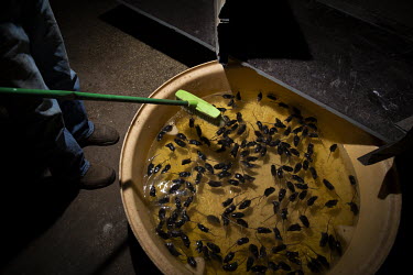 Dead and drowning mice in a baby bath filled with water that is part of farmer Colin Tink's giant homemade mouse trap made using a empty container with some grain as bait, bits of corrugated iron and...