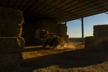 A tractor moves hay bales on Greg Younghusband farm. Greg Younghusband's farm was overrun with mice about a month before. The mice destroyed two fridges, his washing machine and dryer and the sofa and...