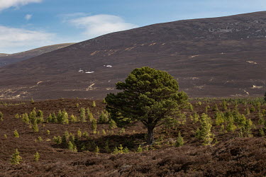 Saplings spread around a mature Scots pine tree in Glen Feshie. This flag ship site for rewilding has bounced back after deer numbers were reduced from 45 to 2 deer/km2 to allow natural regeneration o...